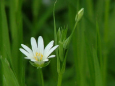 Stellaria holosteaGrote muur bestellen